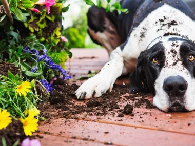 Great Dane knocking over planter pot