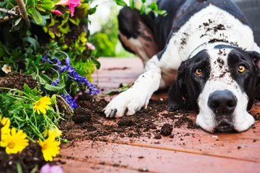Great Dane knocking over planter pot