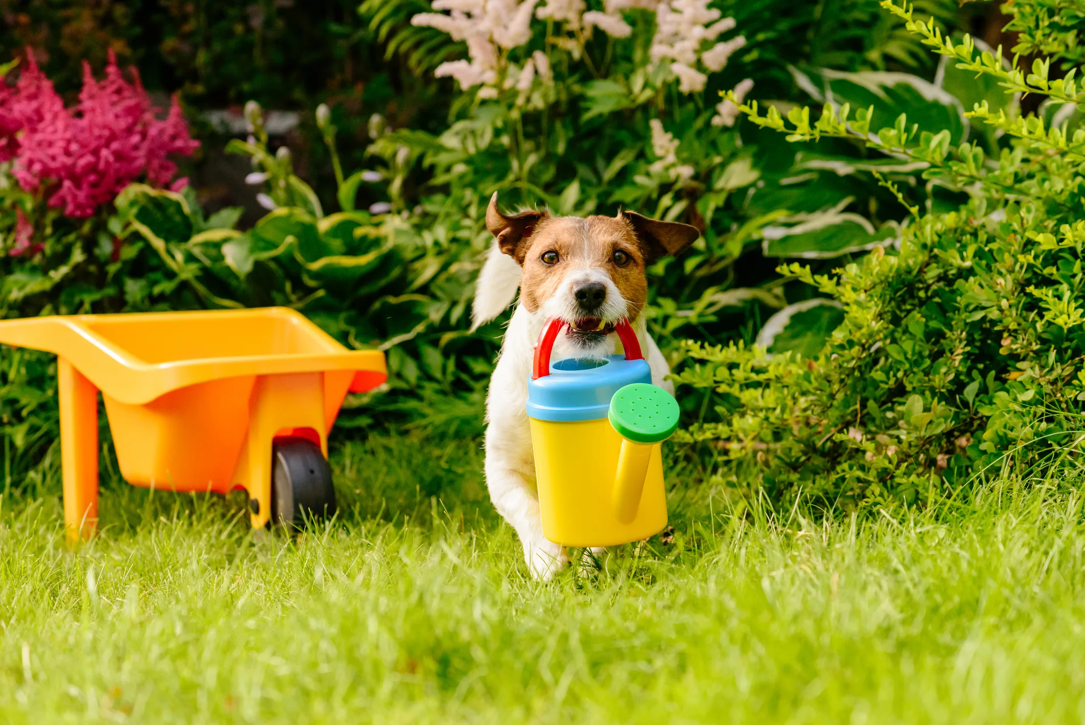 Rural scene with dog and kids garden tools