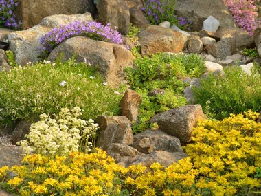 rock garden with bright flowers