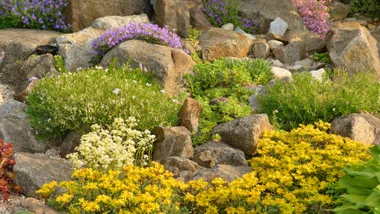 rock garden with bright flowers