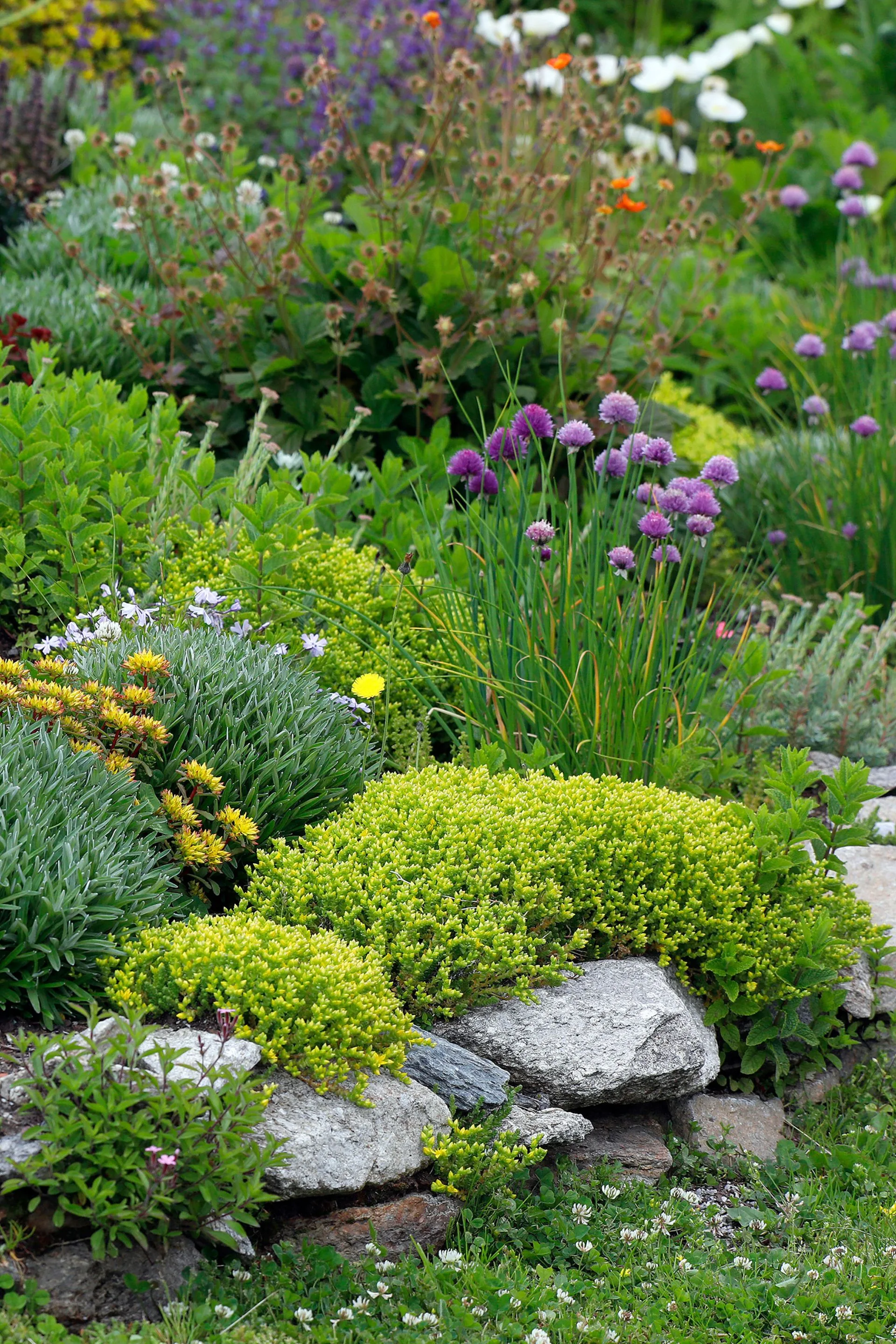 rock garden with boulders and beautiful vibrant plants
