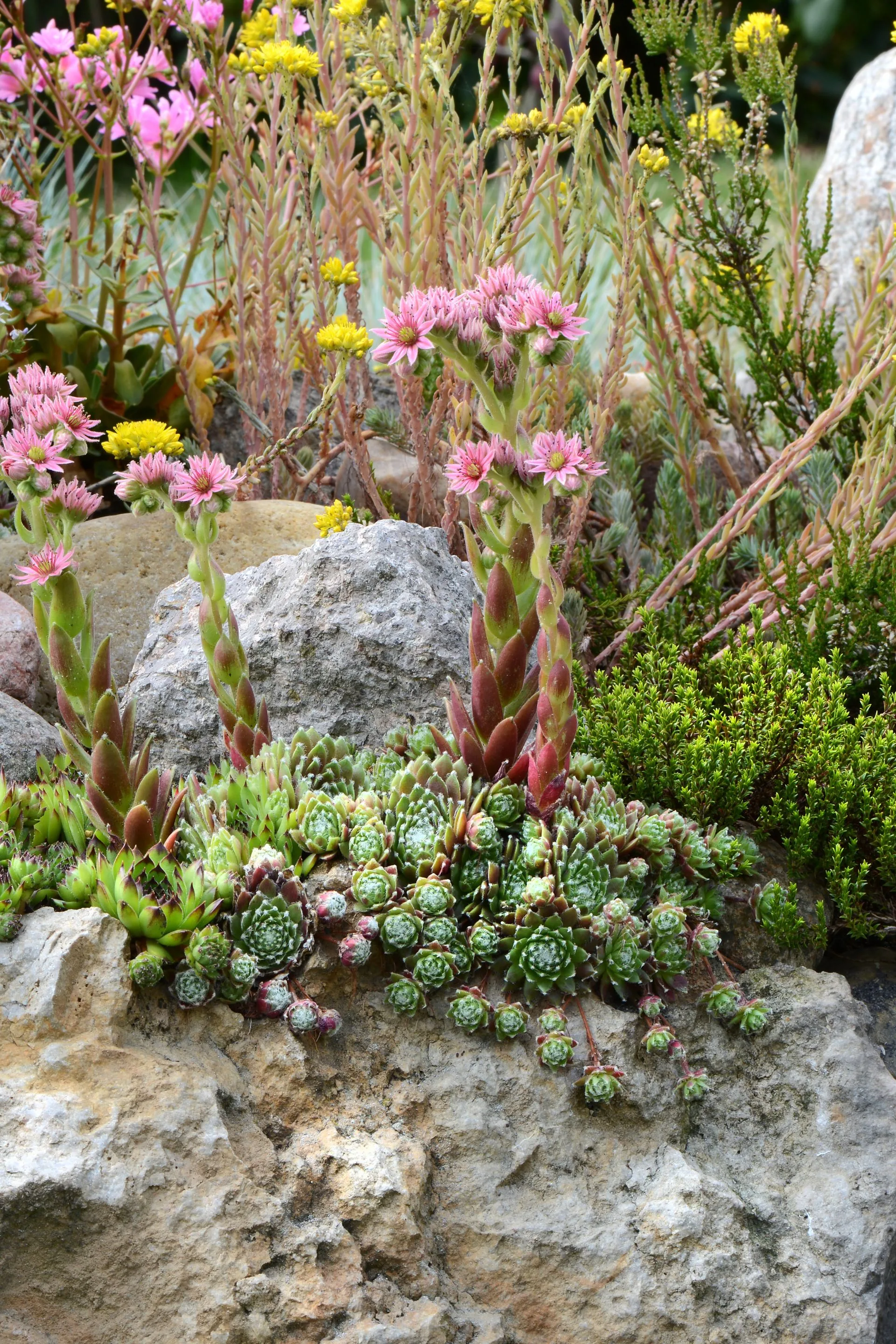 rock garden with succulents and flowers