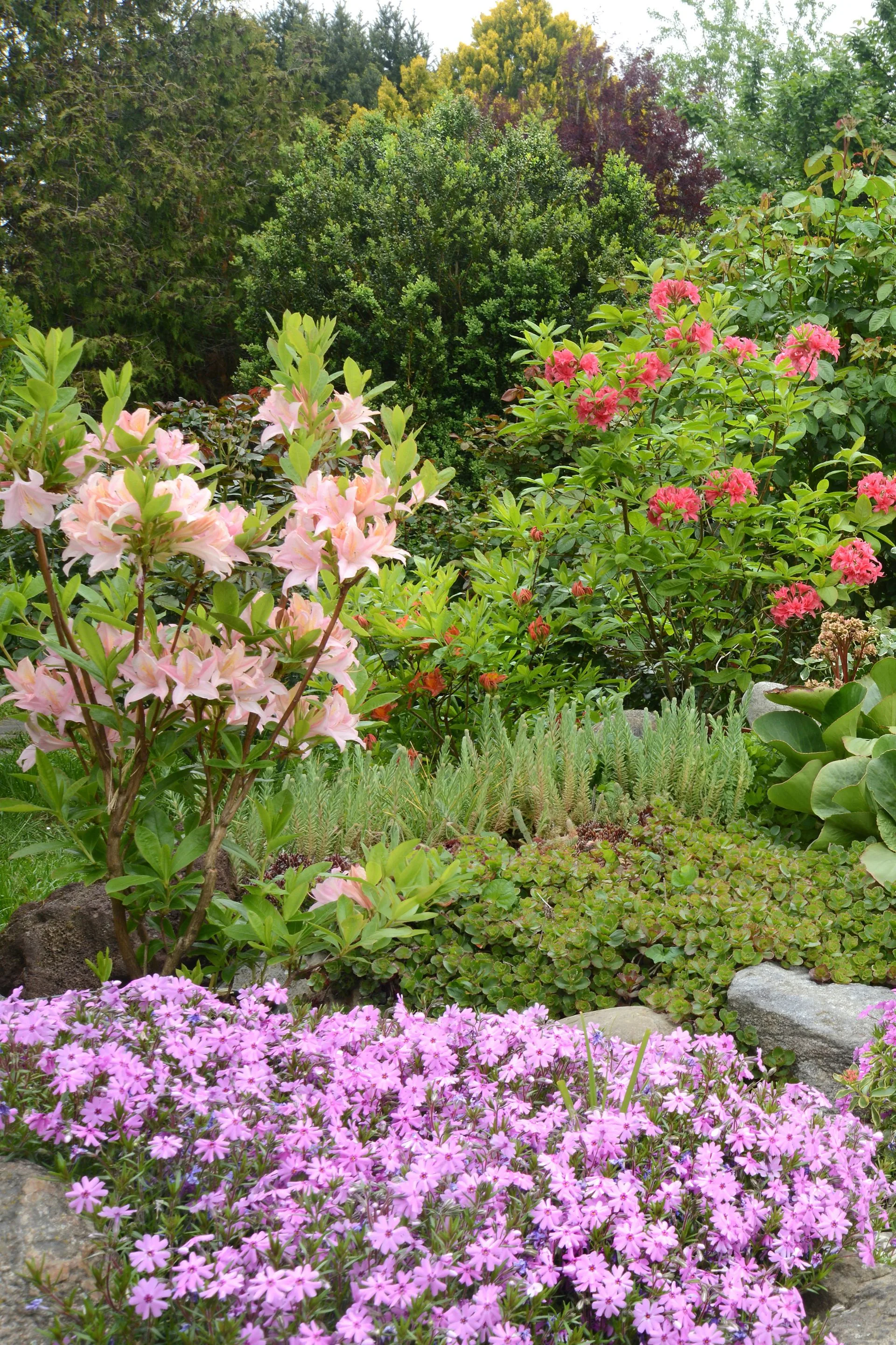 rock garden with purple, pink and red flowers