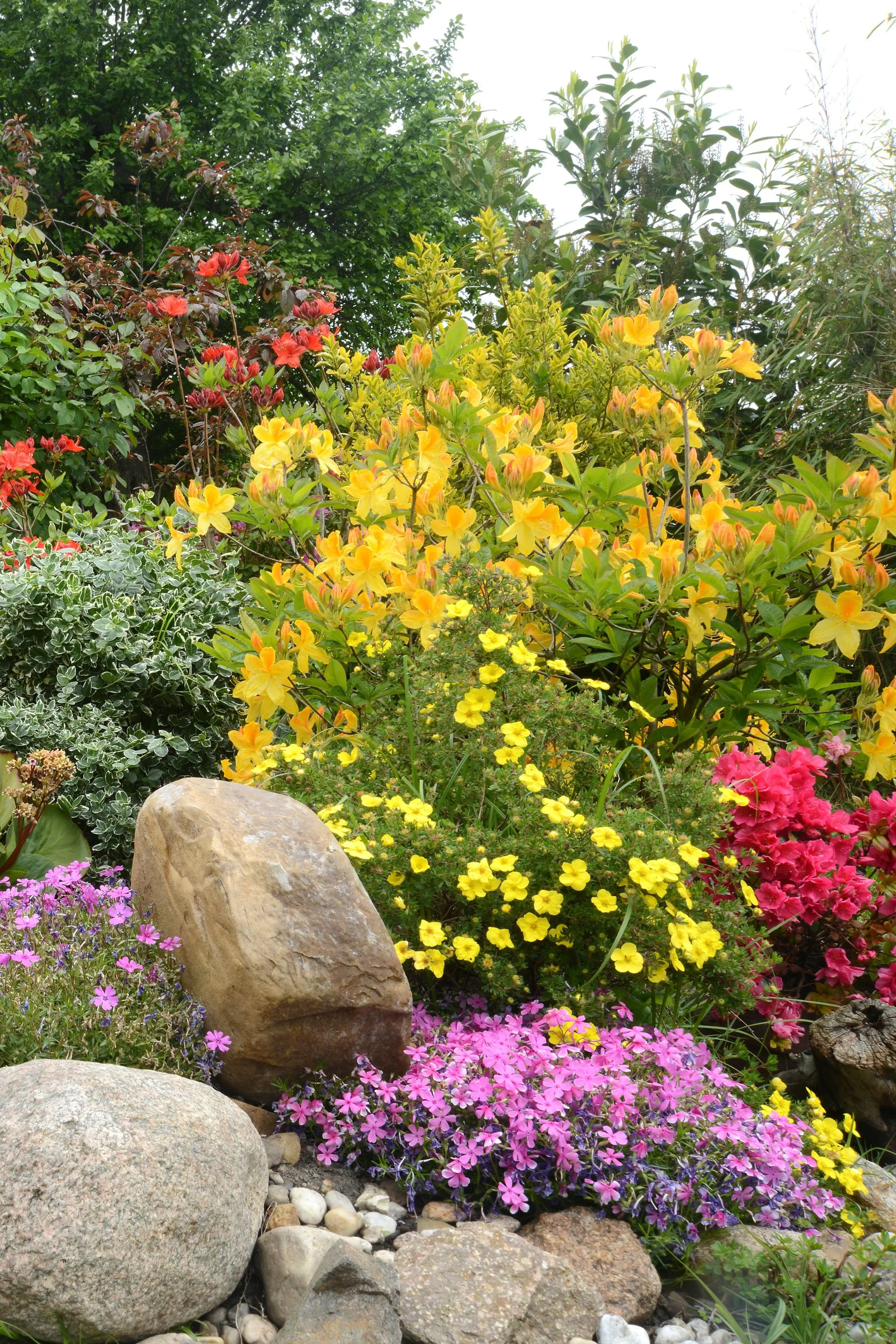 rock garden with bright colourful flowers