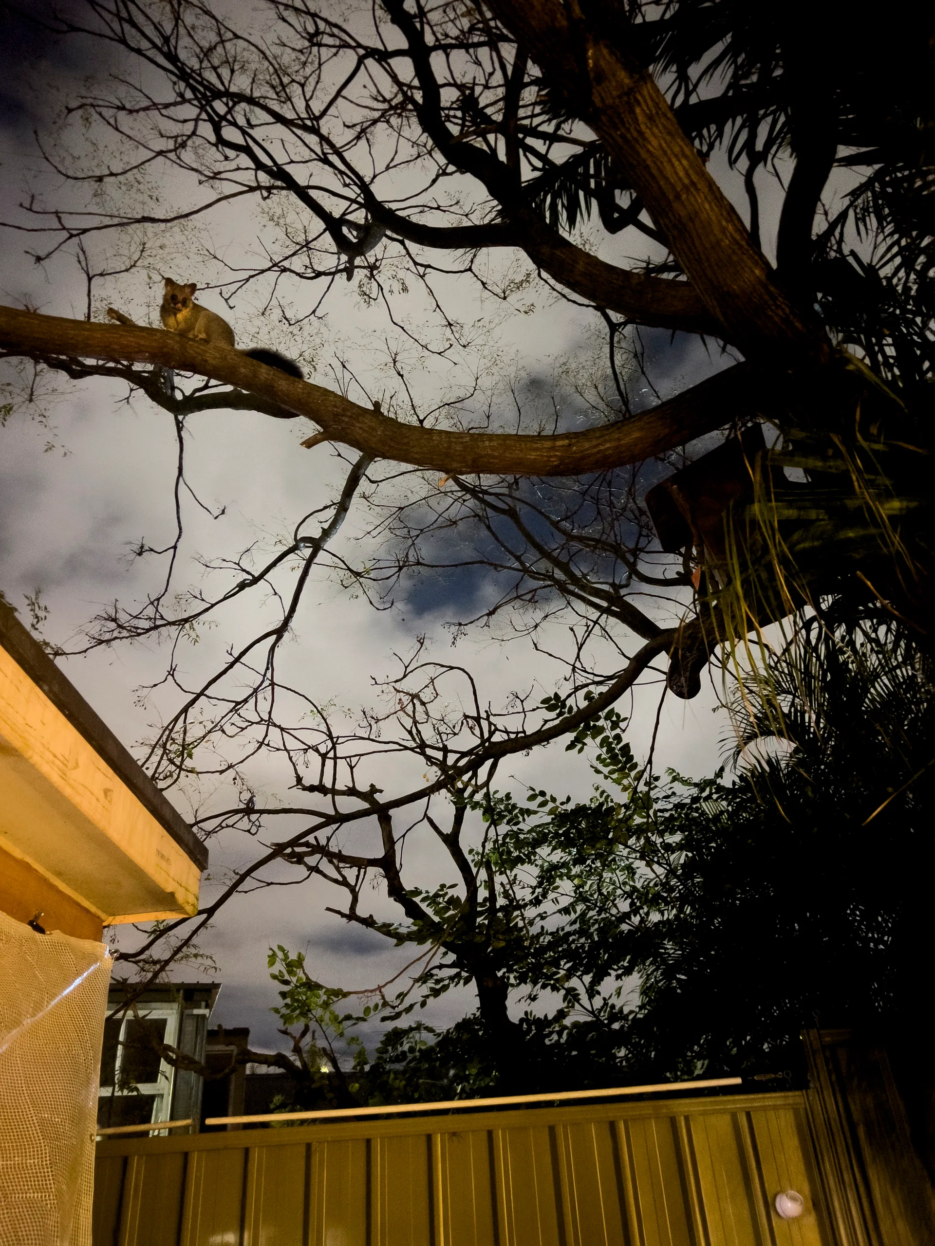 nighttime shot of possum in tree on end of branch with box in right corner and half of house in left corner