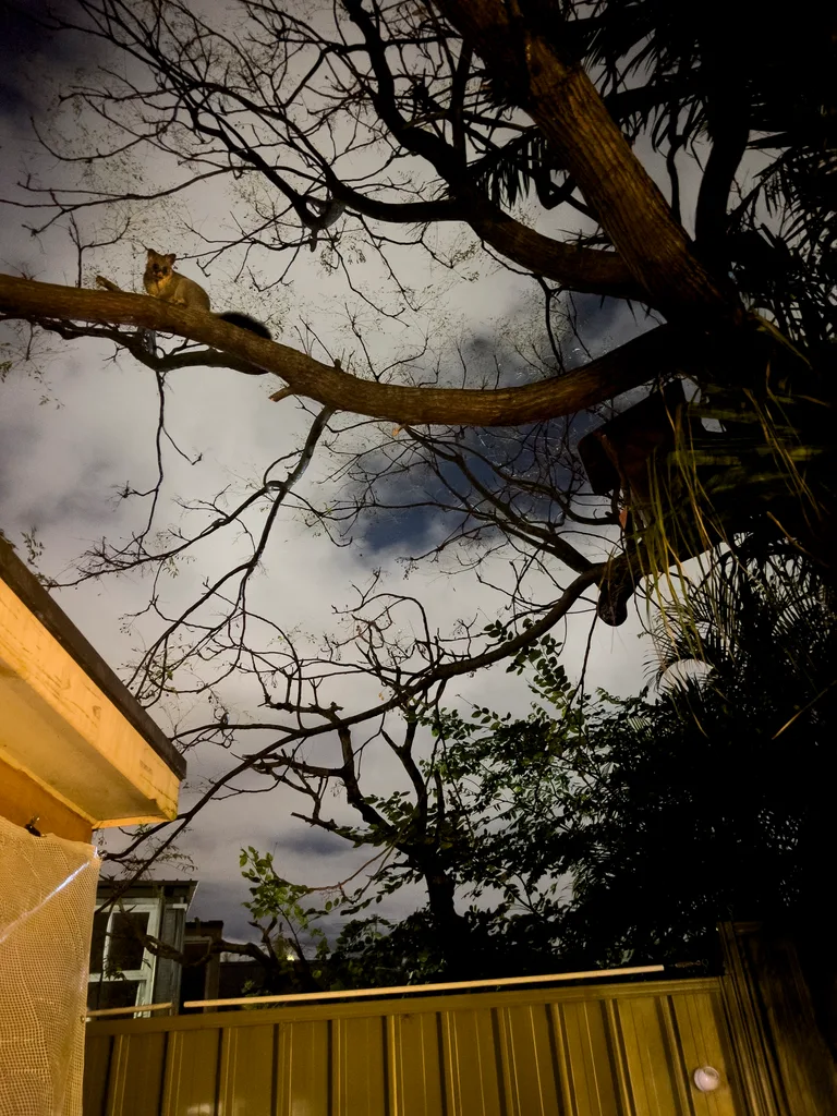 foto noturna de gambá em uma árvore na ponta de um galho com uma caixa no canto direito e metade da casa no canto esquerdo