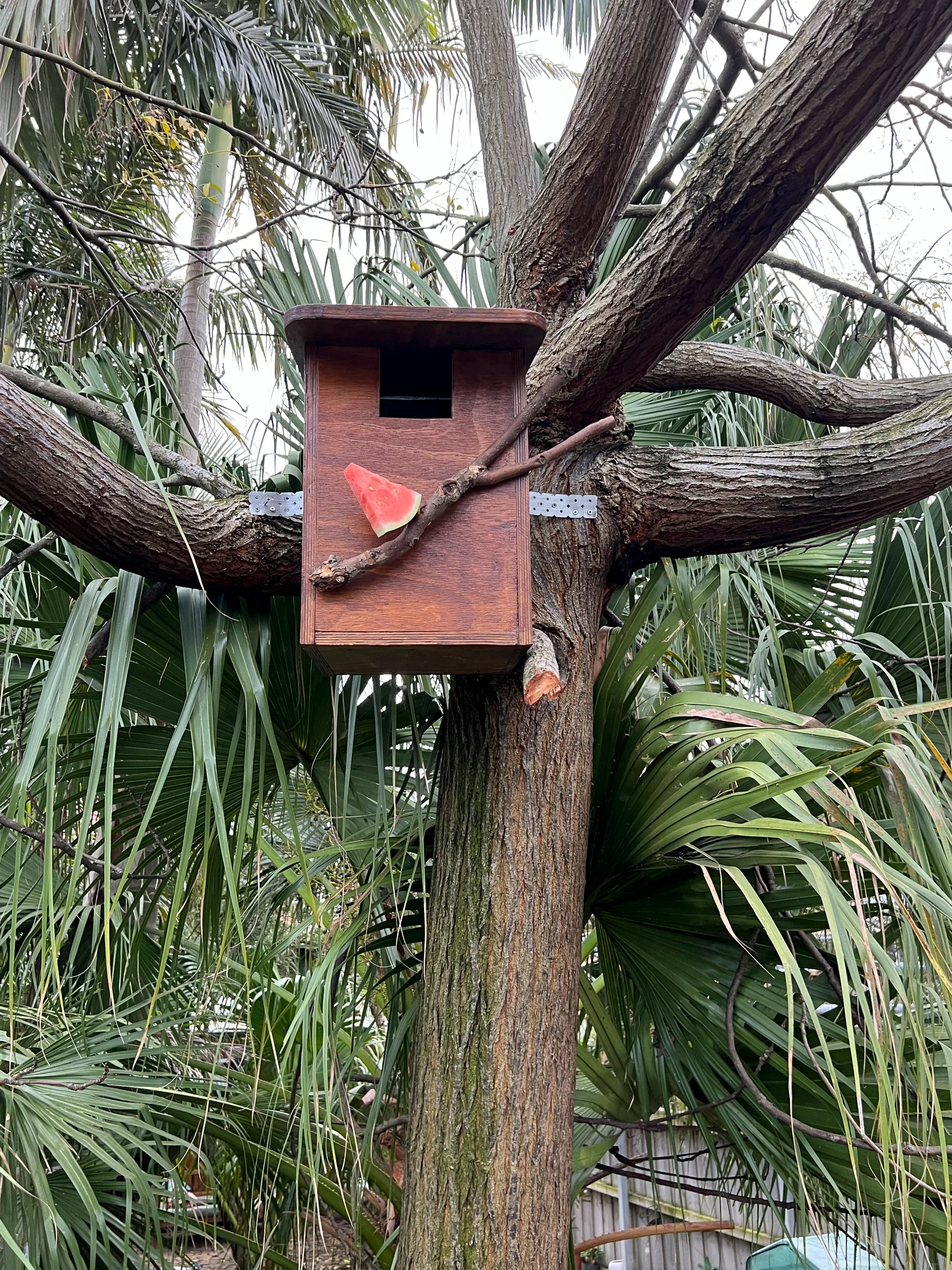 possum box in tree made out of dark wood with stick on front with slice of watermelon on it. Tree has several branches and garden behind it