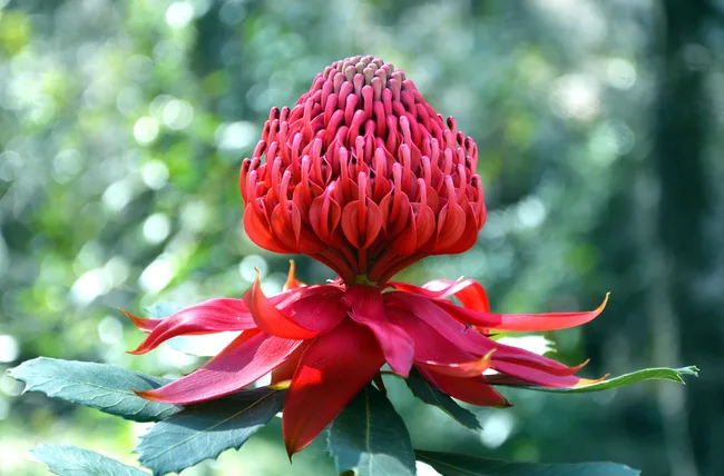 waratah