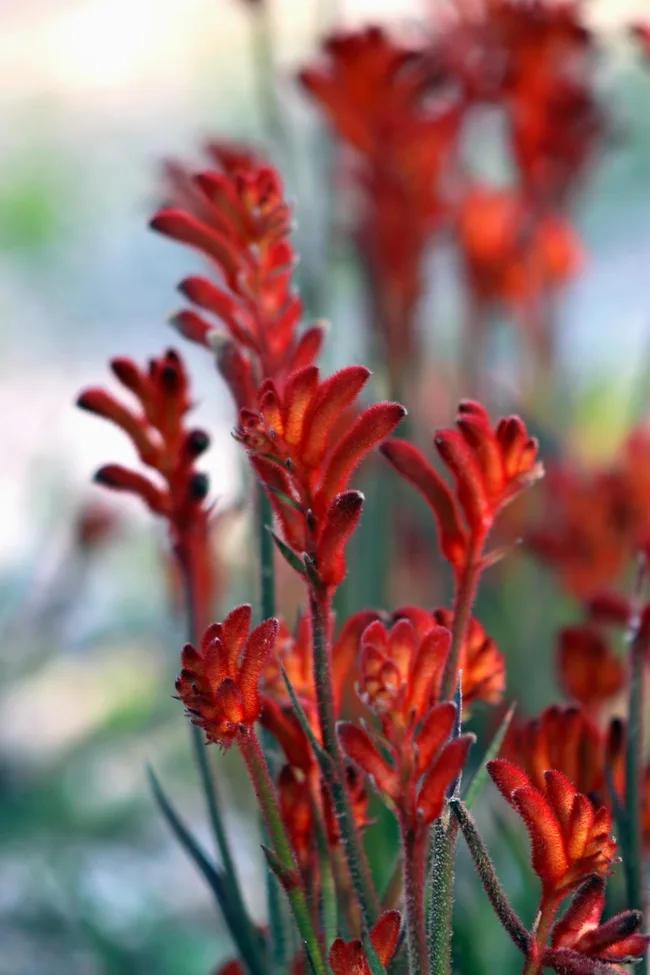 kangaroo paw
