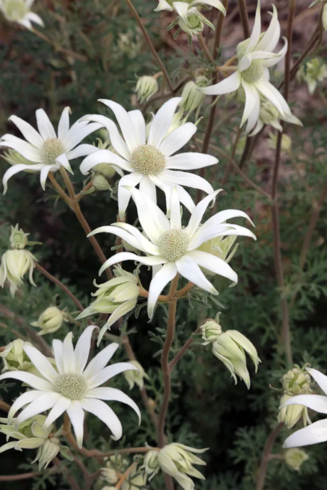 Flannel flower