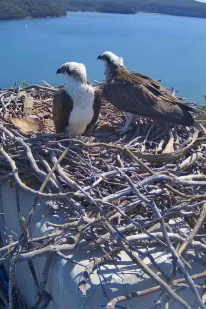 growing home osprey birds nesting on the top of a crane in northern beaches