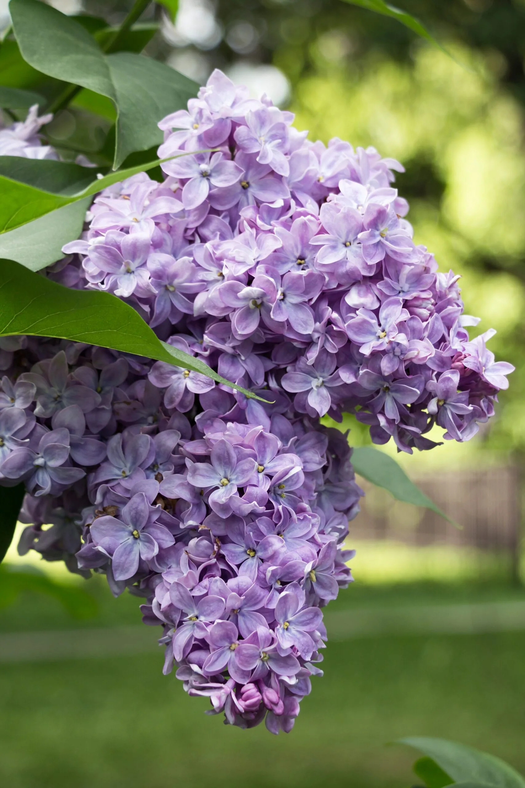 common lilac flowers drooping down in bright purple colour