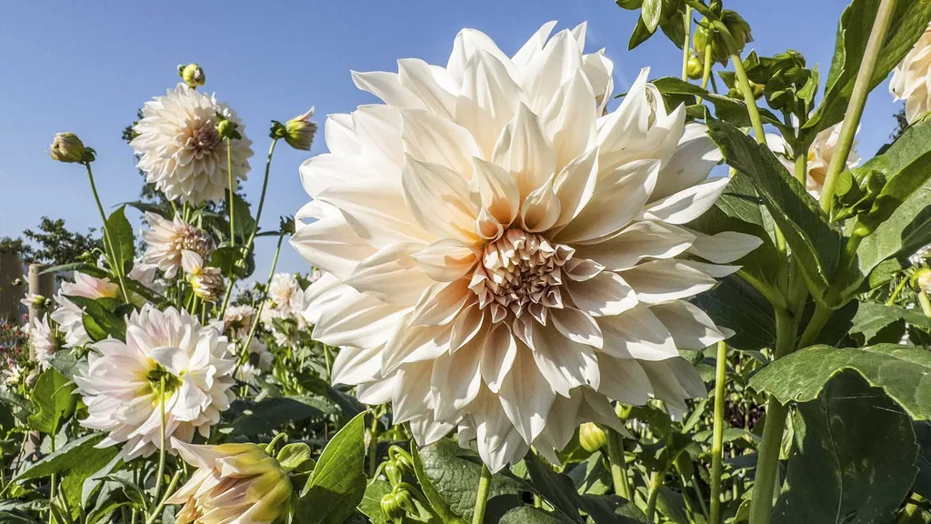 Beige dahlia growing in a garden of dahlias