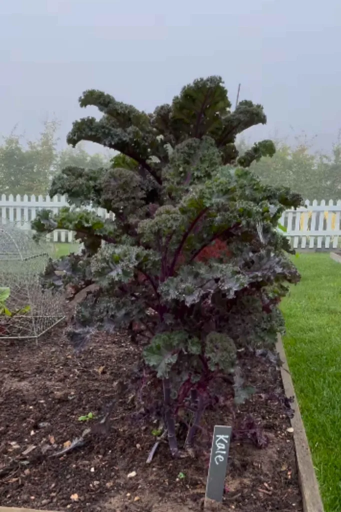 tall kale plant in a veggie patch