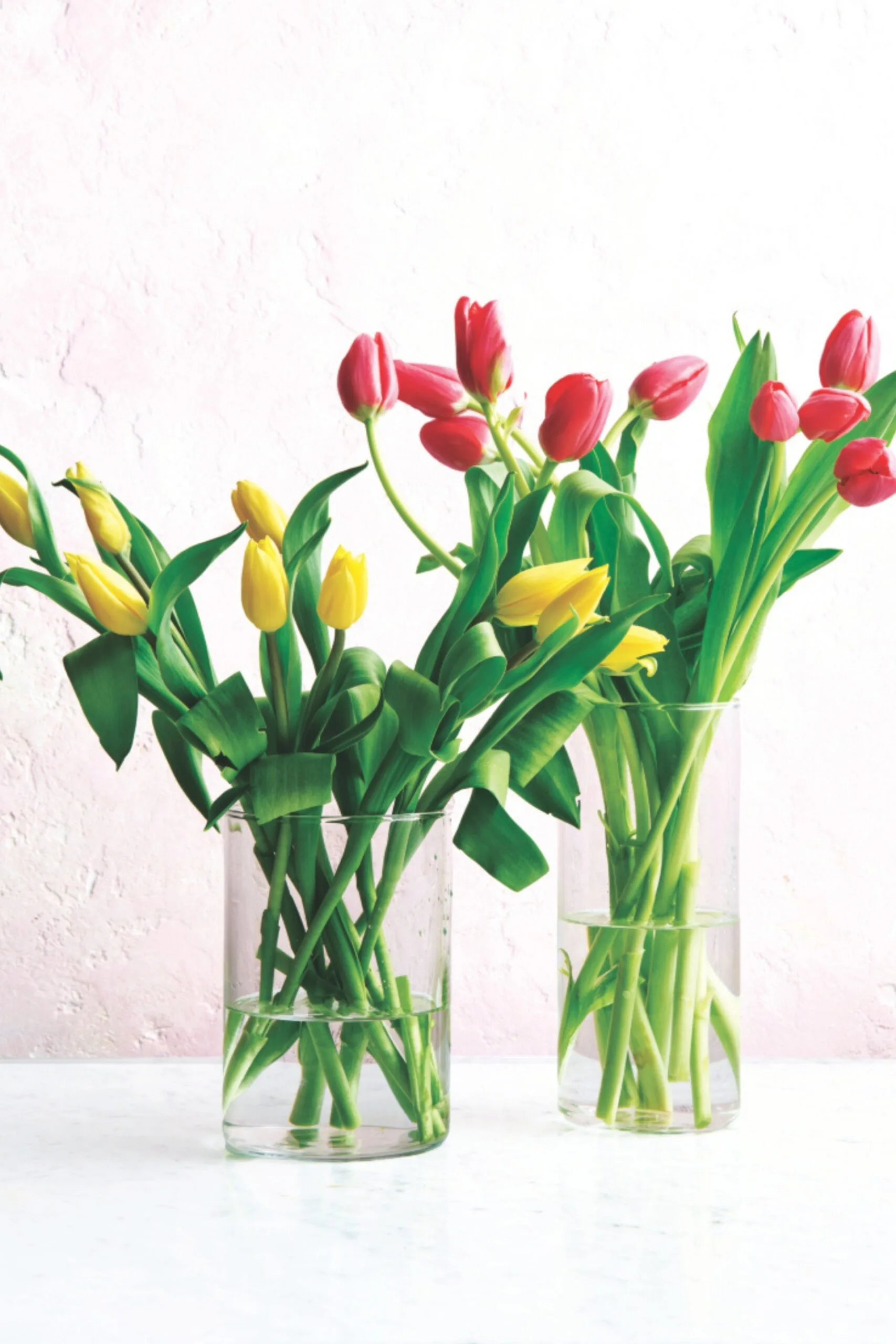 One bunch of yellow tulips and one bunch of pink tulips in separate clear glass vases.