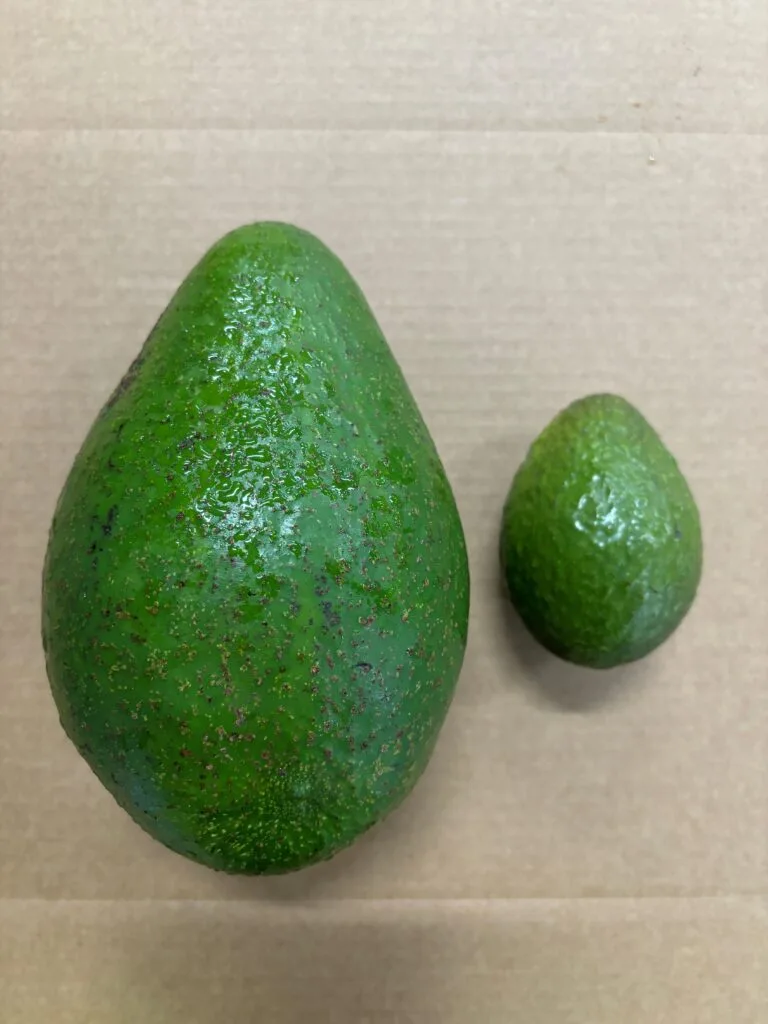side by side comparison of jala with standard avo
