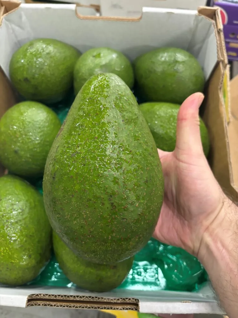 hand comparison of new giant avocado variety
