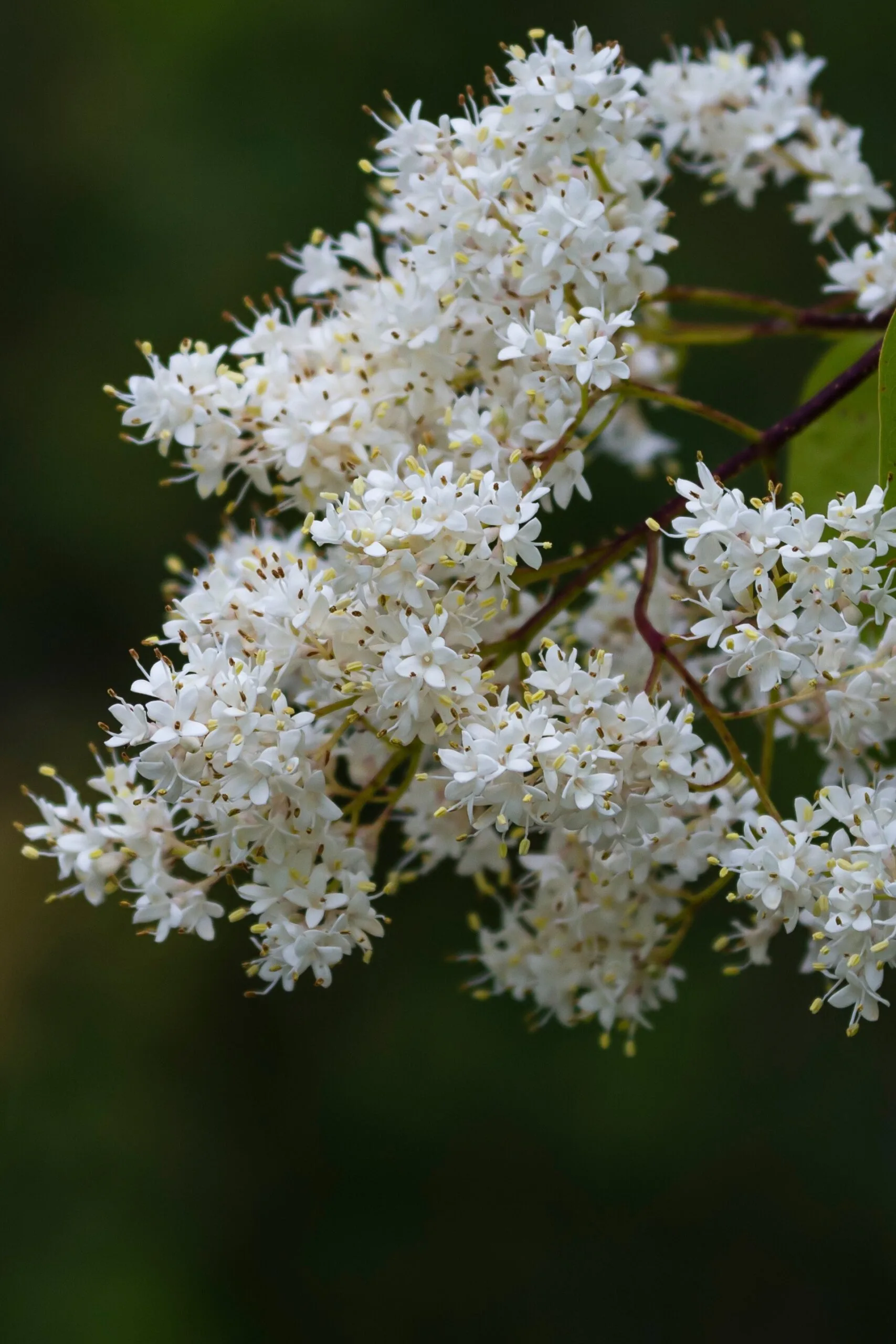 japanese lilac bush with white flower clusters against a dark background