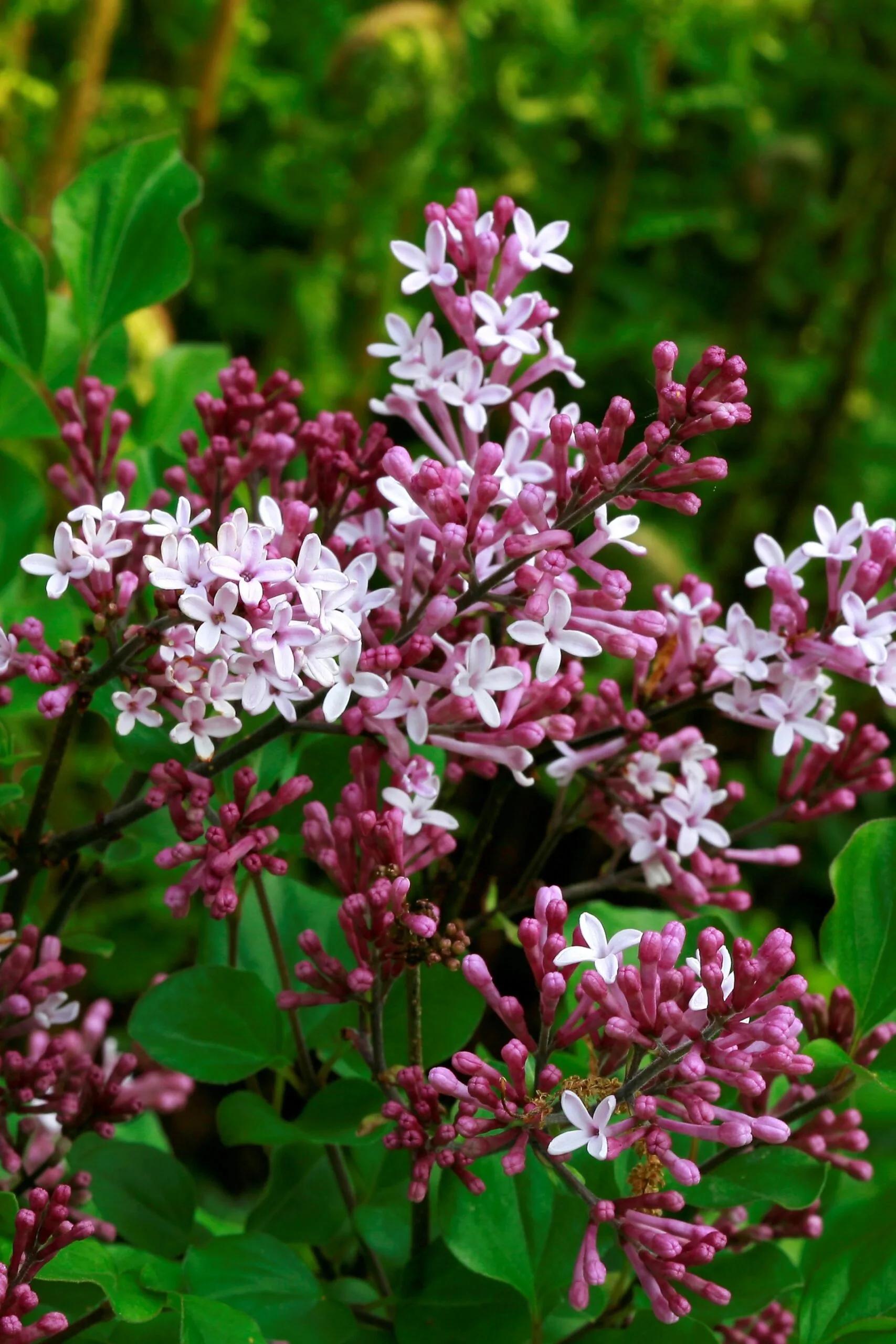 meyer or korean lilac with pinky, red flowers that are darker on outside than inside