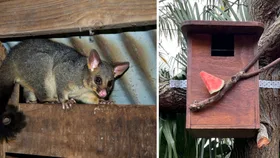how to make a possum box