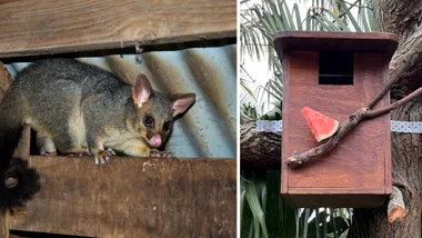 how to make a possum box