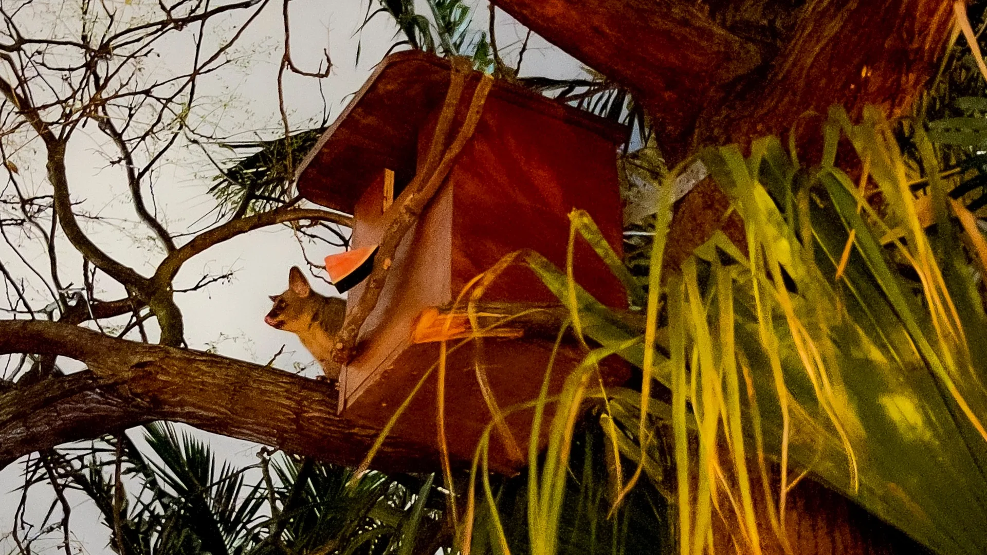 possum box with possum peaking through the bushes