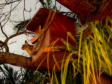 possum box with possum peaking through the bushes