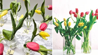 Tulips in individual vases to test for longevity with vases styled in vases inset