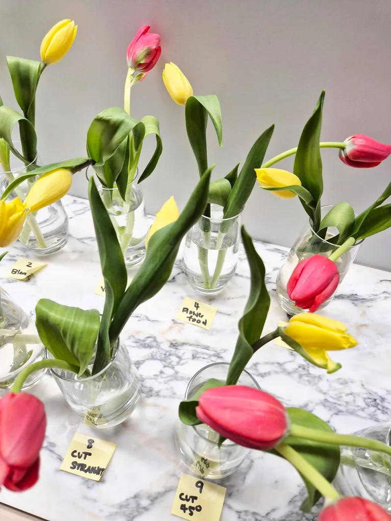 Tulips in individual bud vases. Each vase is numbered and labelled with a different longevity test.