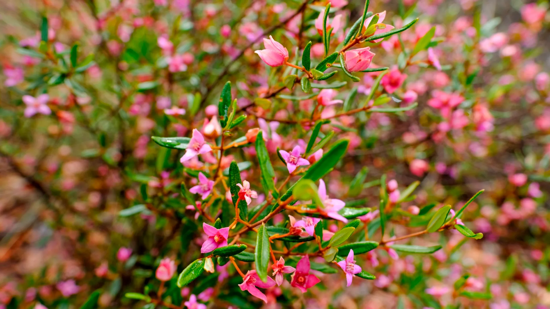 boronia bush with tiny light pink flowers and small bright green leaves