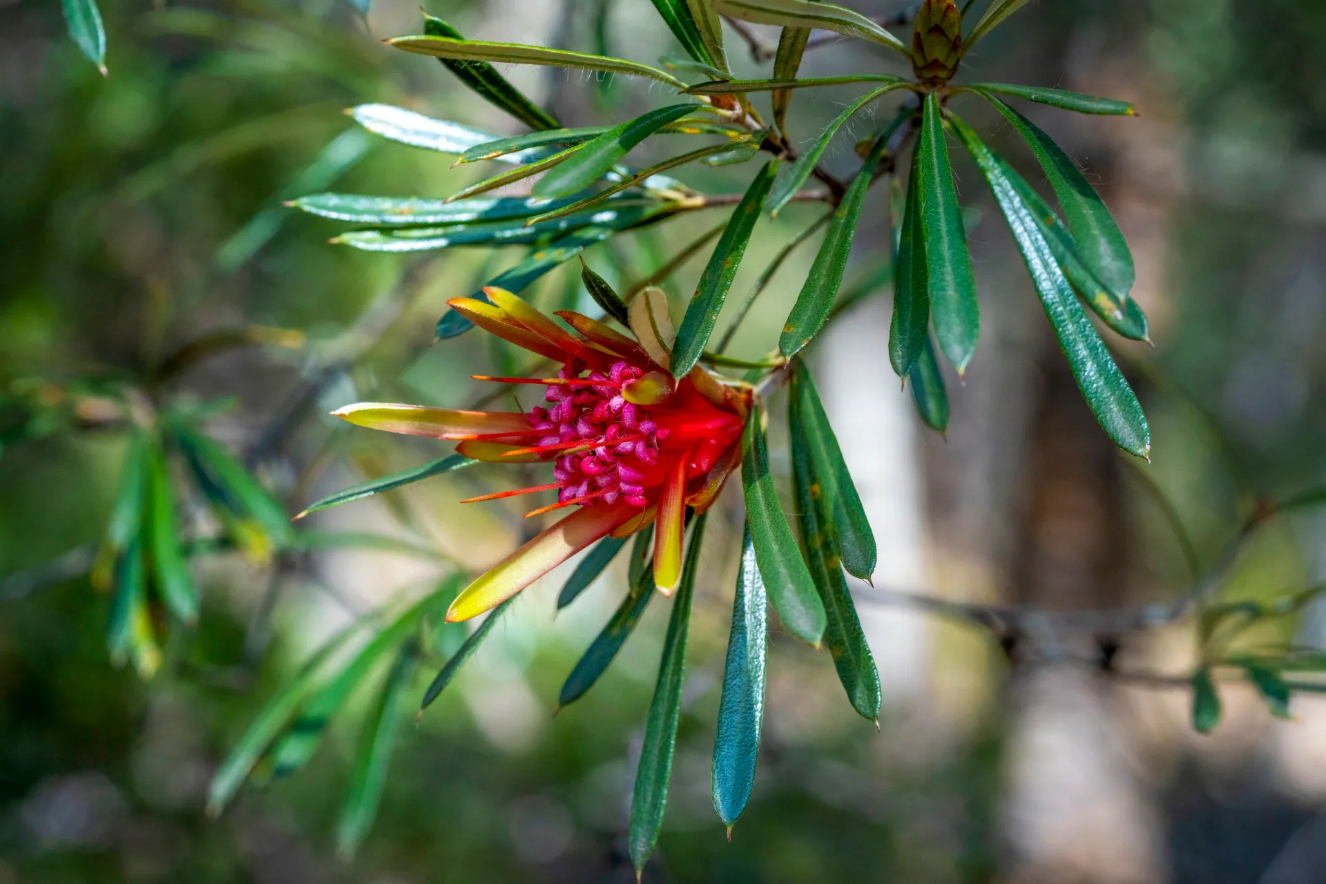 close up of mountain devil flower, long leaves with rounded tips, flower with yellow outside petals and bright pink cluster of stamens