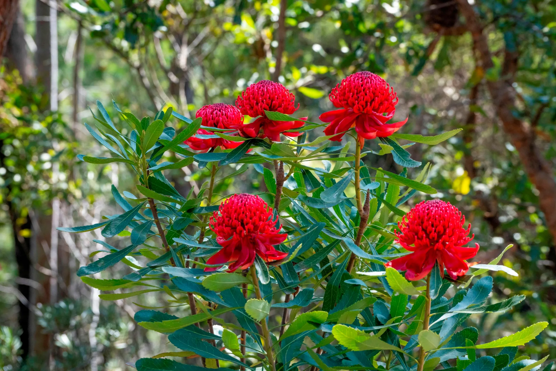four nsw waratahs in cluster, bright red flowers with many tiny leaves