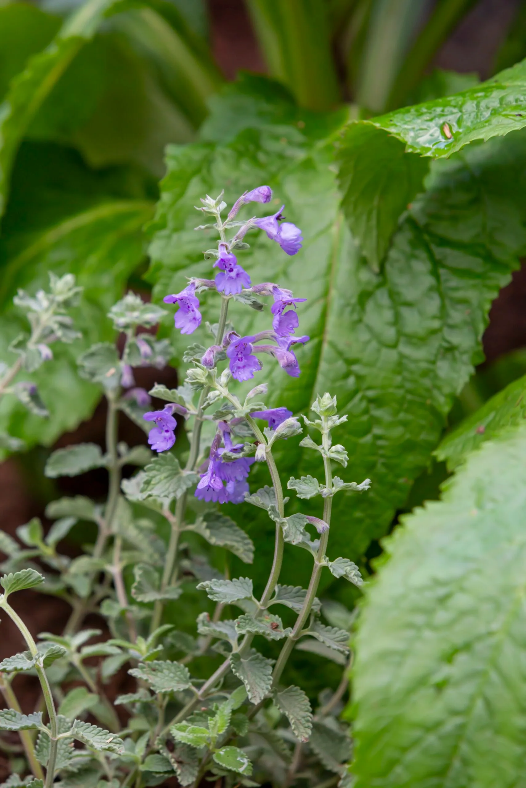 Catmint purple flower close up