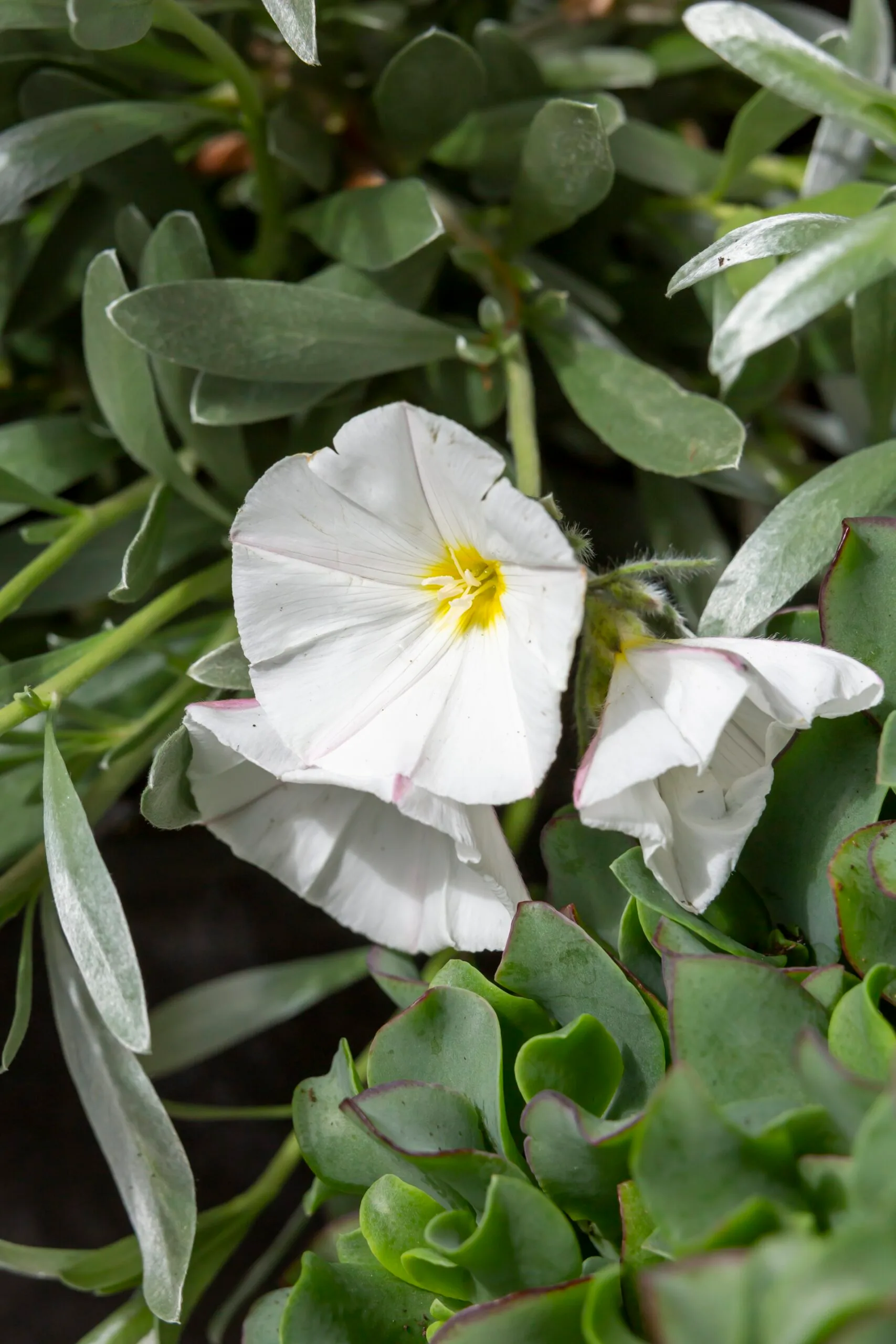 Convolvulus white flower close up