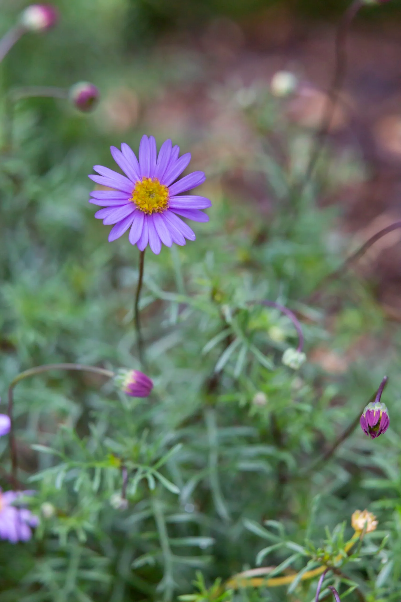 Purple cut leaf daisy flower close up