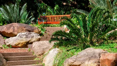 cycads in a garden with a bench