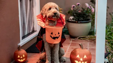 dog dressed in vampire cape with pumpkin basket