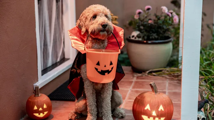 dog dressed in vampire cape with pumpkin basket