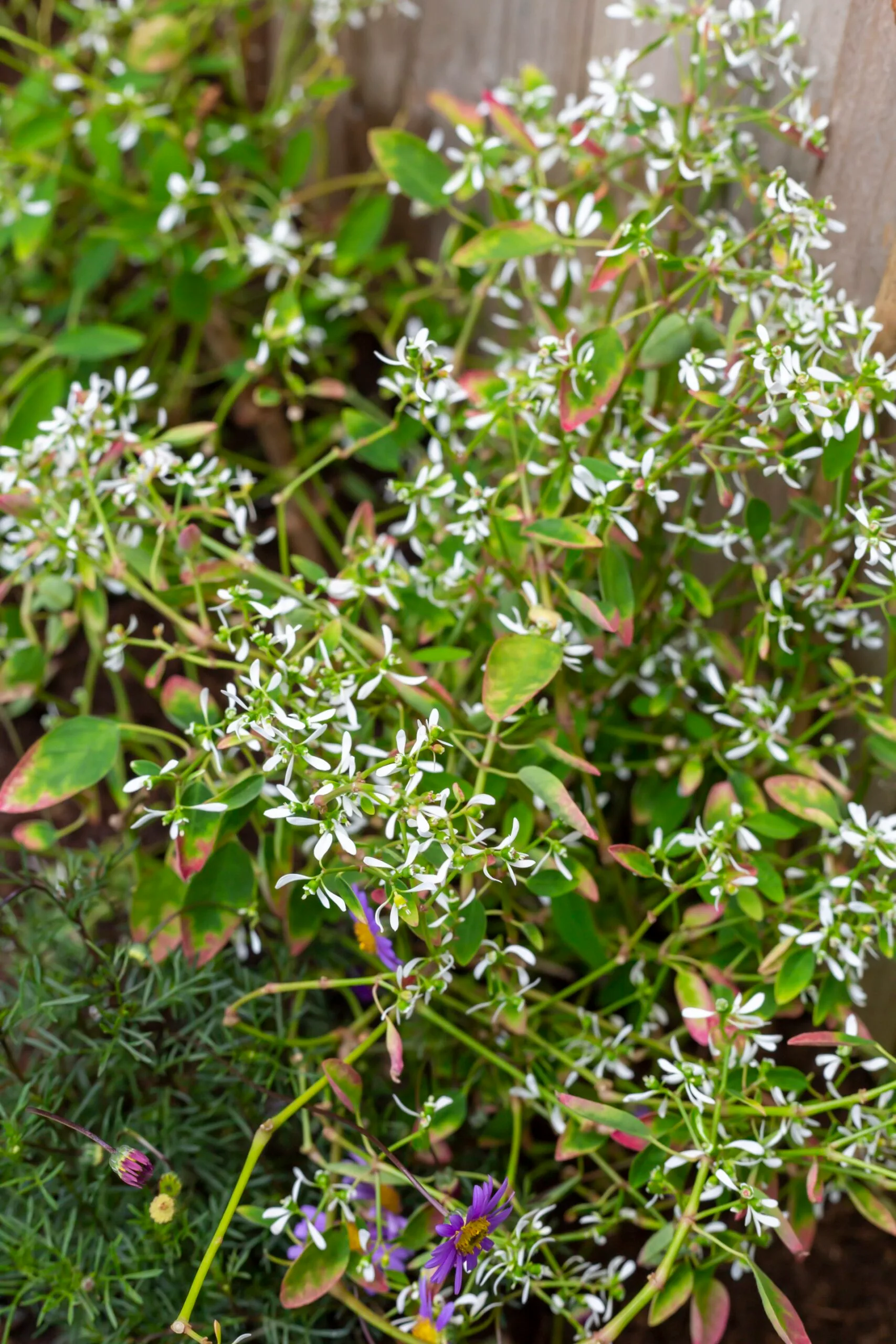 Close up of Snowflake euphorbia leucocephala