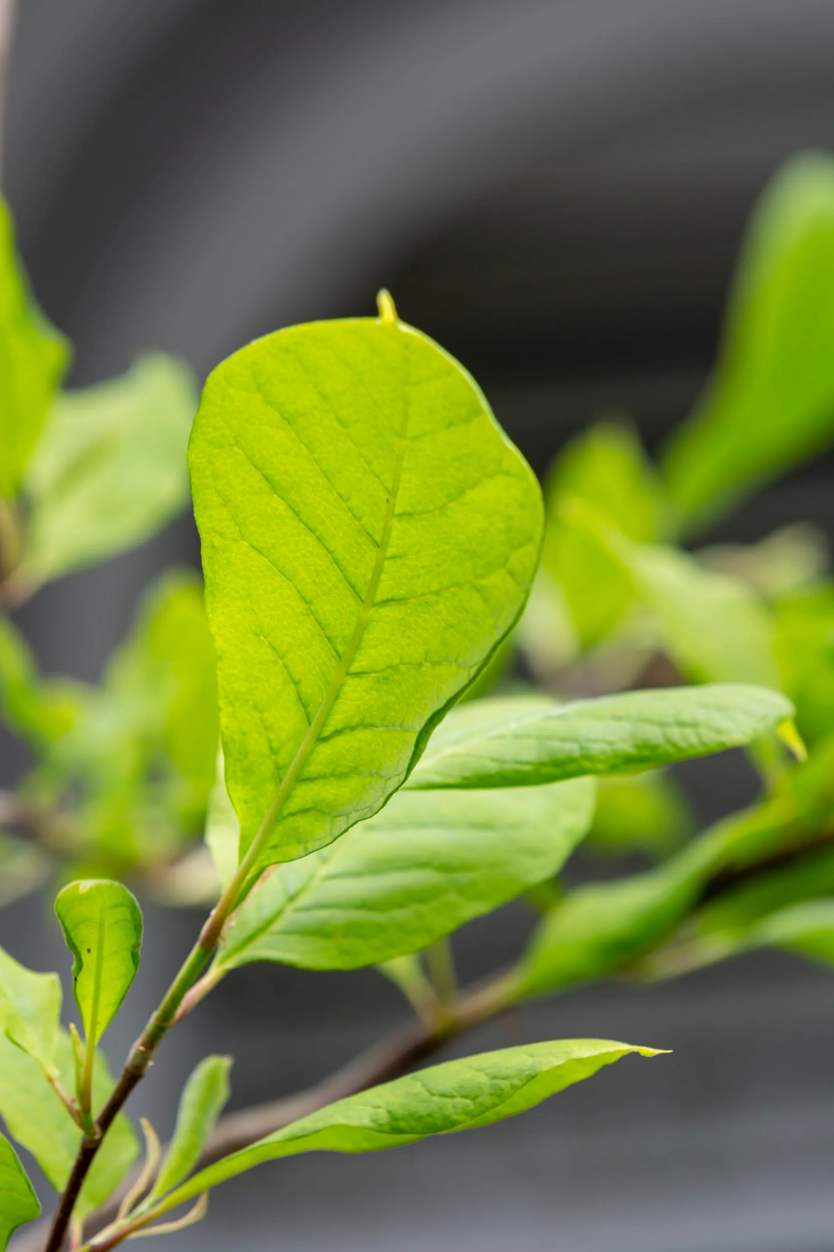 Close up of magnolia leaf