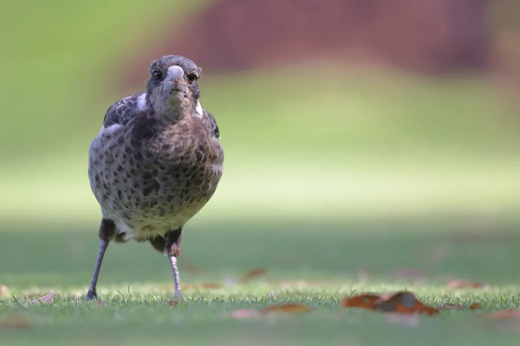 Shallow depth of field photo of young, juvenile, immature Australian magpie sitting on short green grass. In contrast to the adults that are colored black and white, juvenile/immature magpies have a browner appearance.