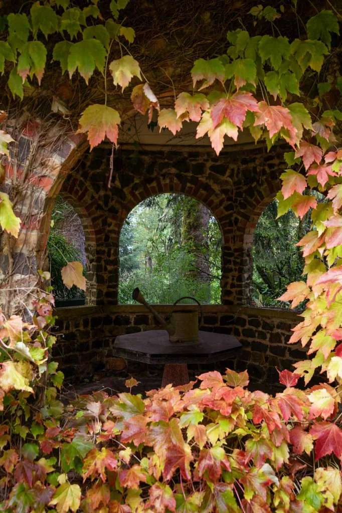 leaves growing on a wall