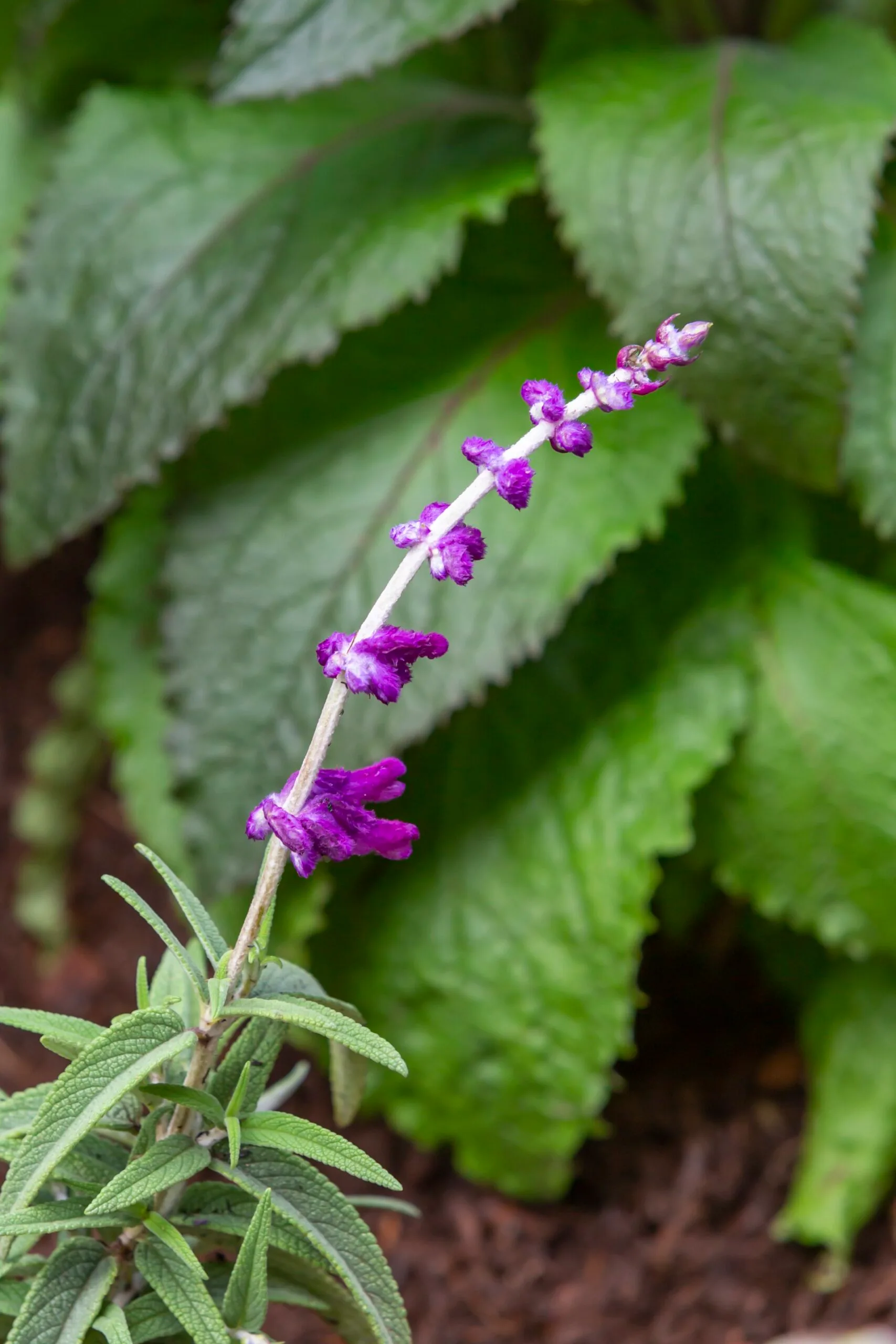 Close up of purple salvia frond flower.