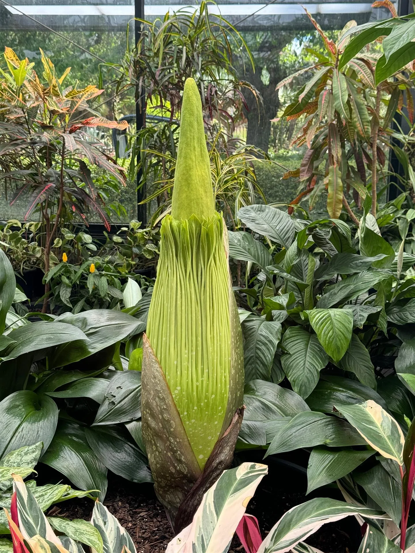 corpse flower almost in bloom surrounded by other tropical plants