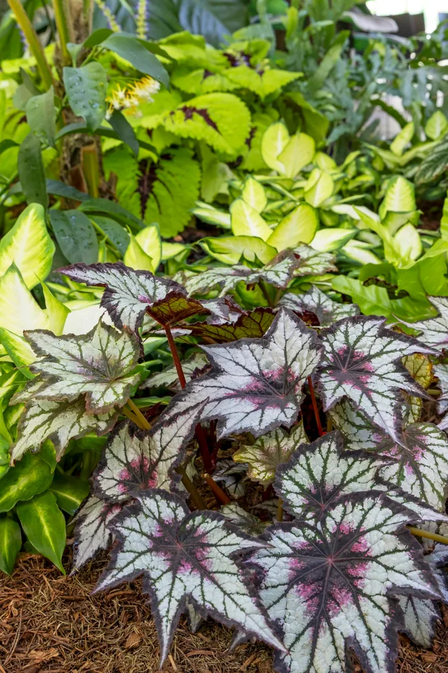 spiky leafed plants made of dark purple and white colouring