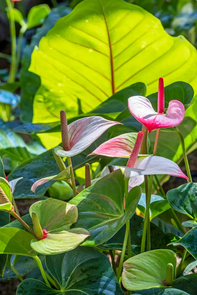 anthurium plants with pink and red petals and giant green leaves in the background