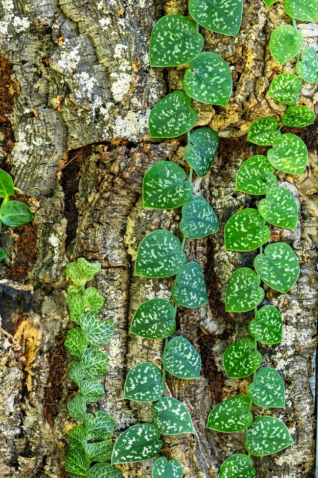 leaves on vine like plant with speckles of white in rainforest garden