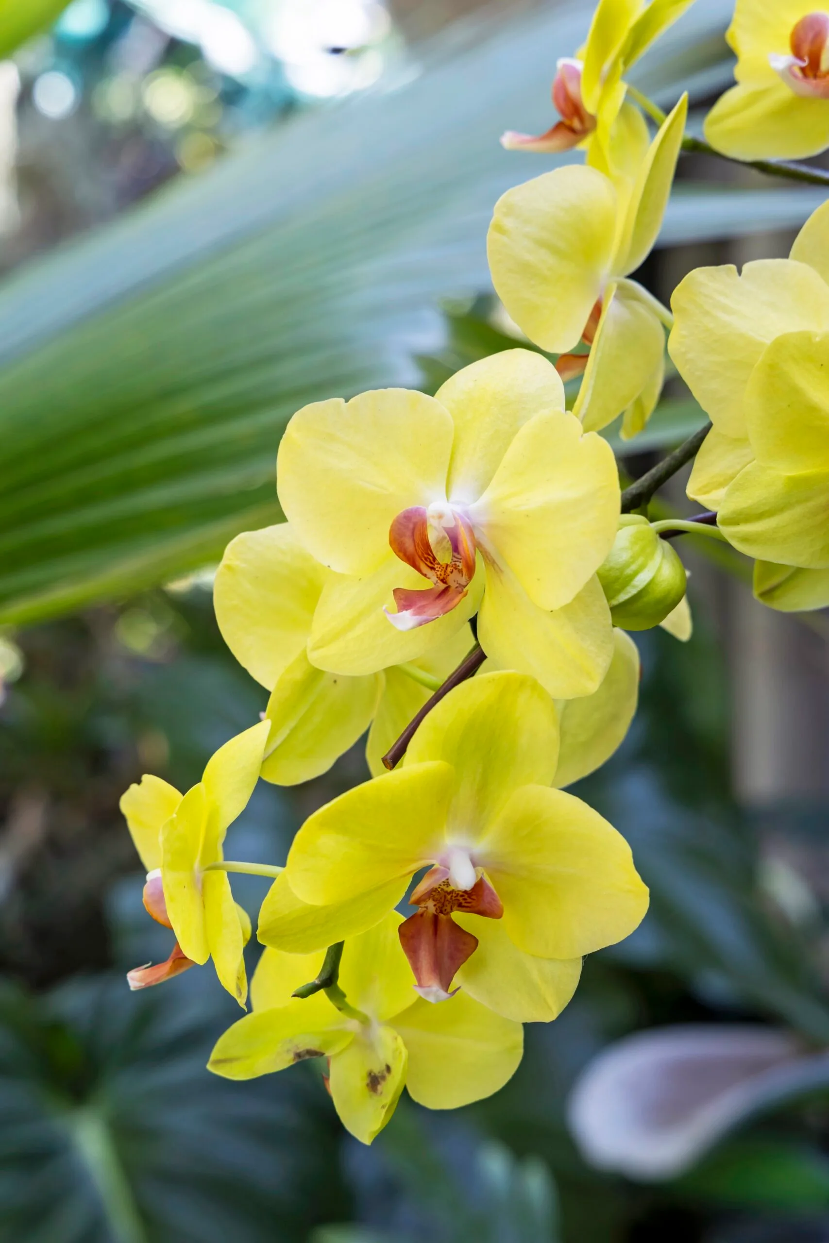 orchids with bright yellow petals and orange centre