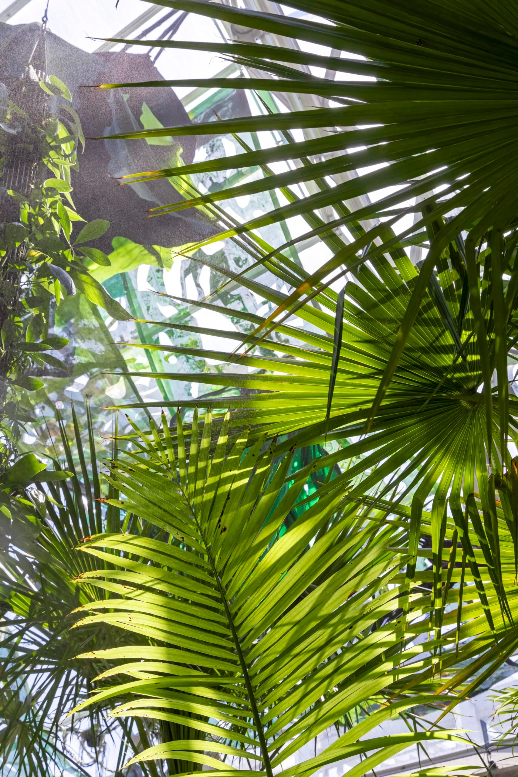 rainforest garden with palm fronds with sunlight peaking through